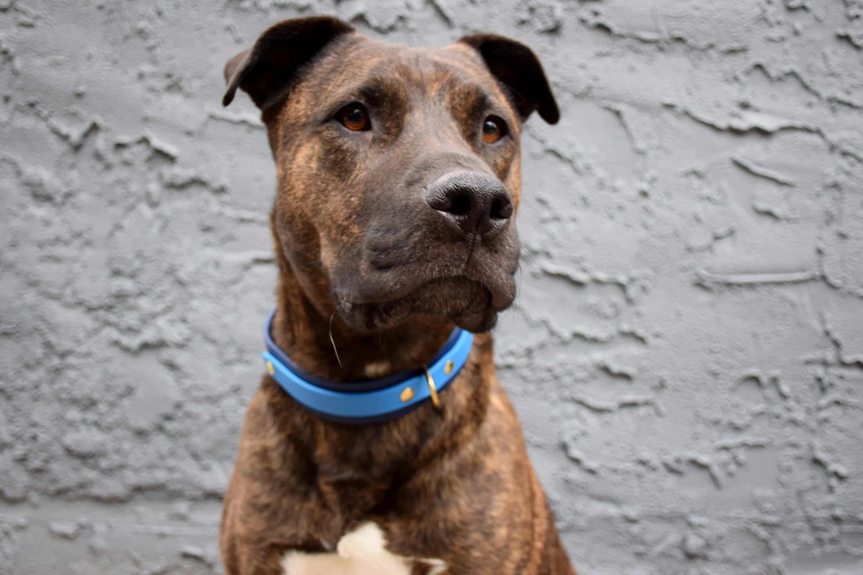 Design Your Own - The Two-Toned Undomiel BT Collar, 1.5" Wide Biothane Dog Collar