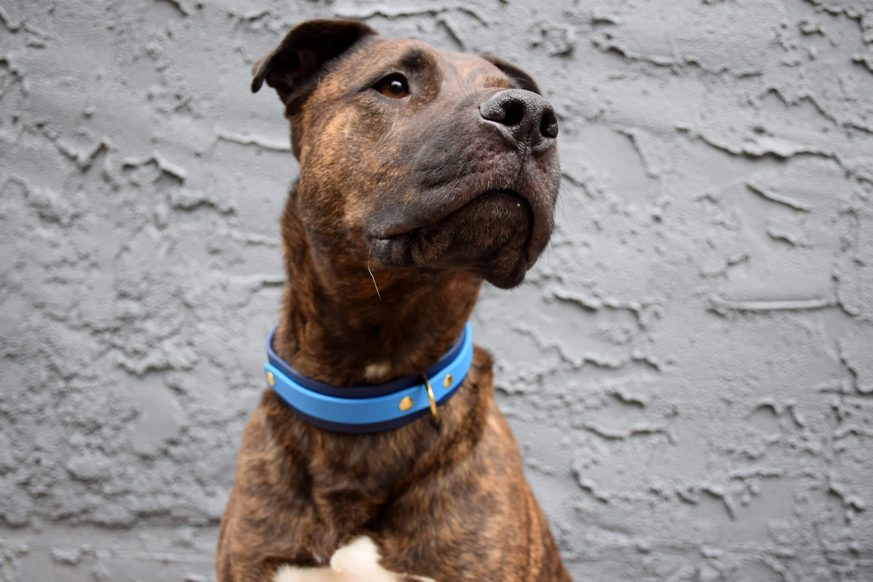Design Your Own - The Two-Toned Undomiel BT Collar, 1.5" Wide Biothane Dog Collar