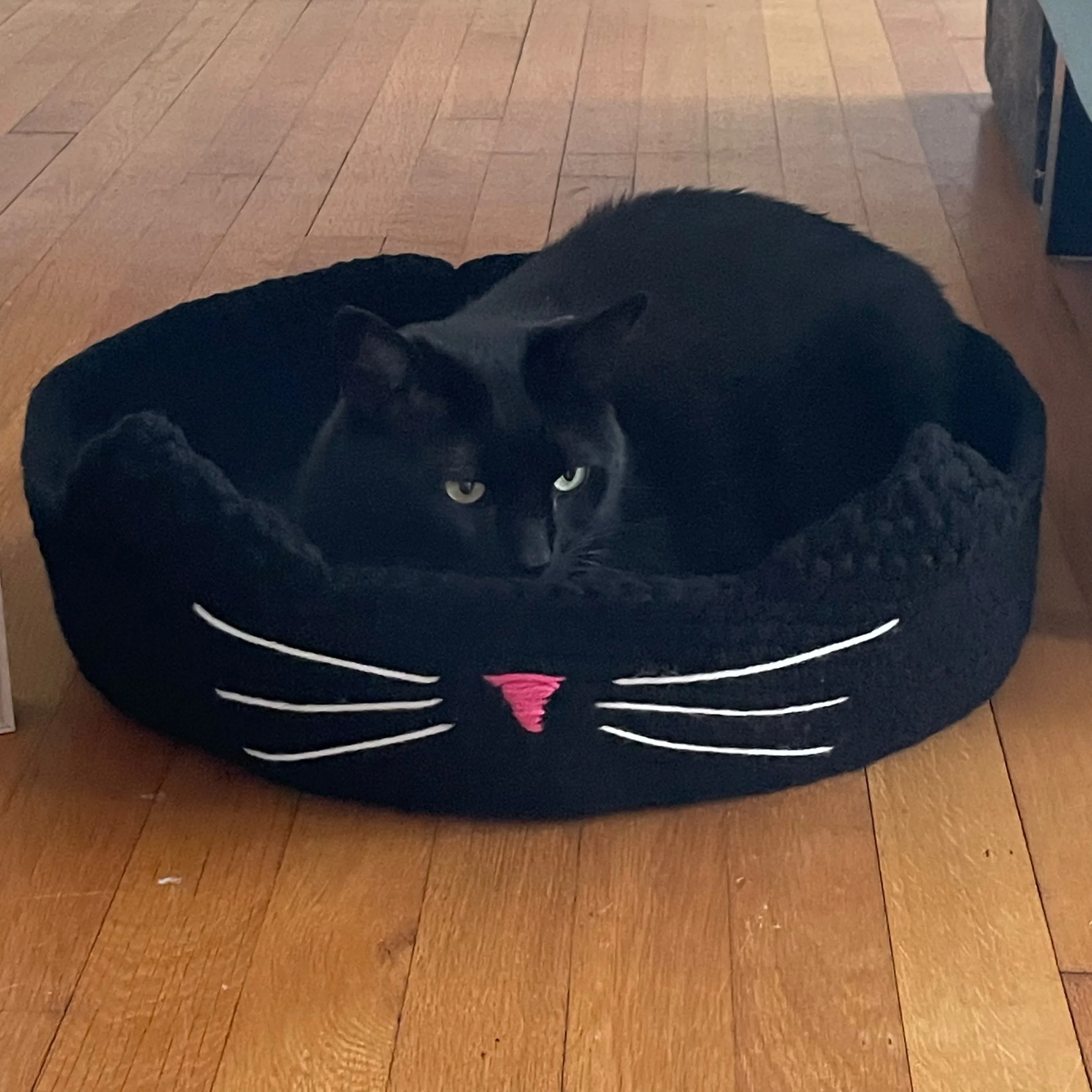 Large Cat Bed in Black & Pink Nose 16" Hand Crocheted Pet Furbaby Gift Cat Mom Dad