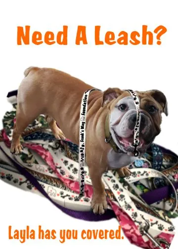 Pet Leash Medium