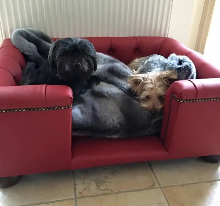 "Sandringham" Dog Beds - Real Leathers