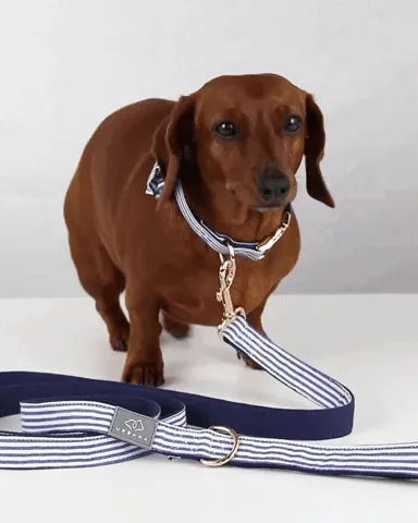 Riviera Beach Dog Collar