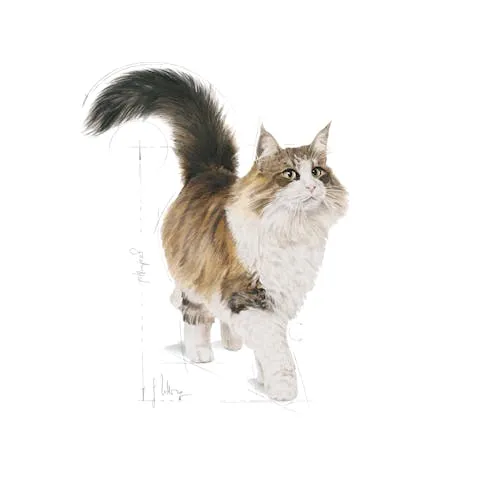 Royal Canin | Cat Wet Food Pouch | Adult Instinctive in Gravy - 85g