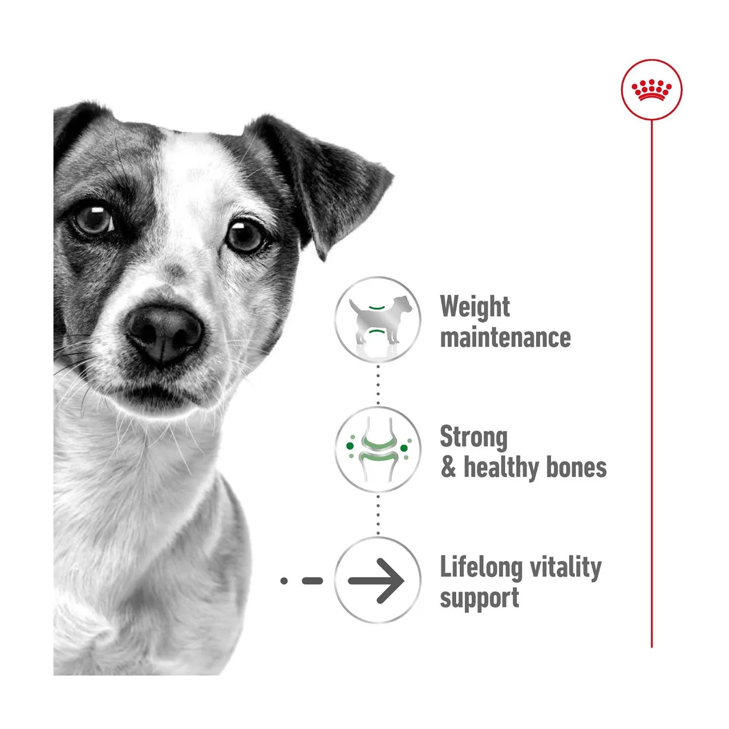 Royal Canin Mini Ageing 12  Dry Dog Food 1.5kg