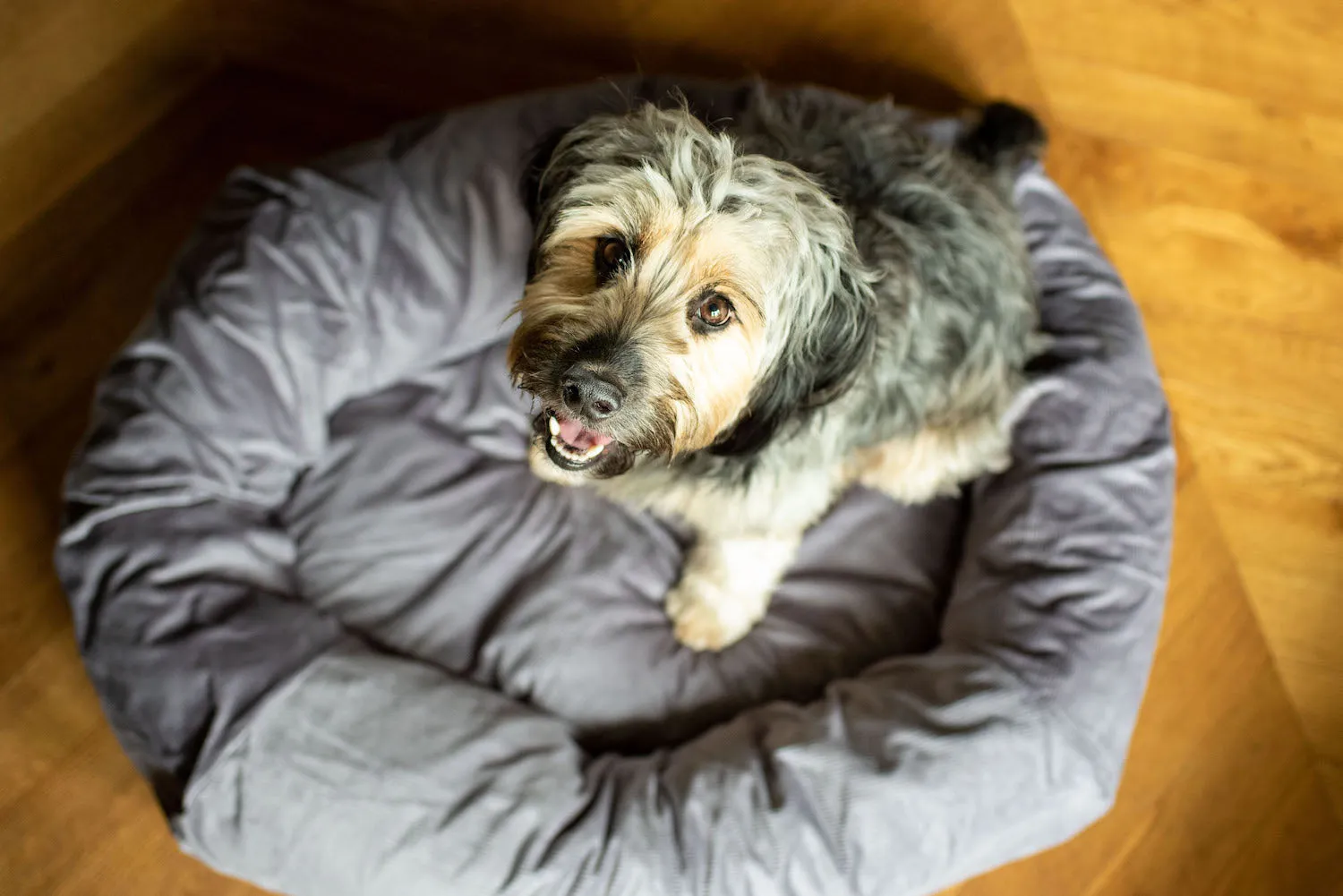 SILVER GREY DOG BED