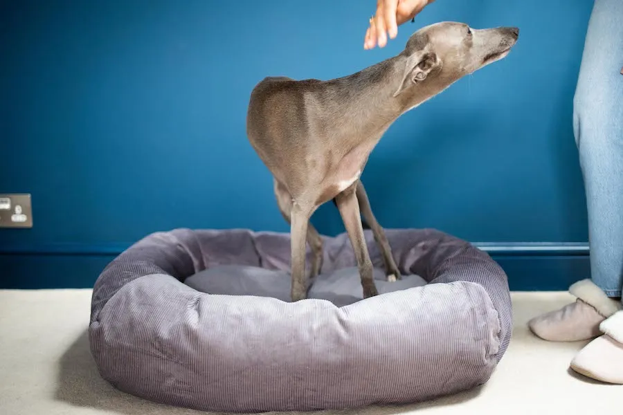 SILVER GREY DOG BED