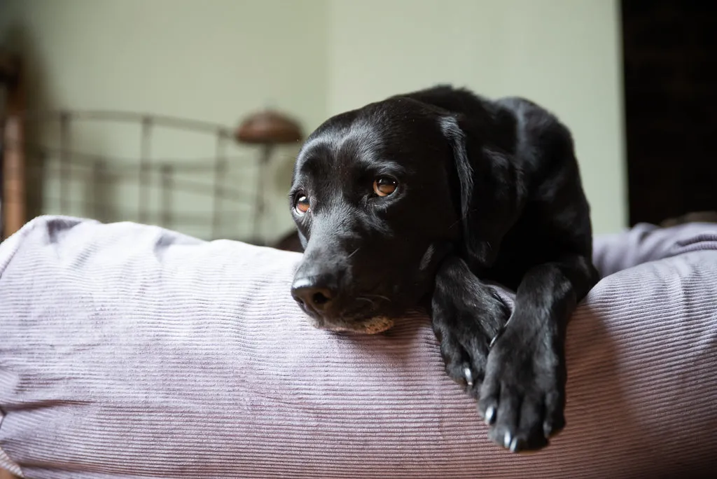 SILVER GREY DOG BED