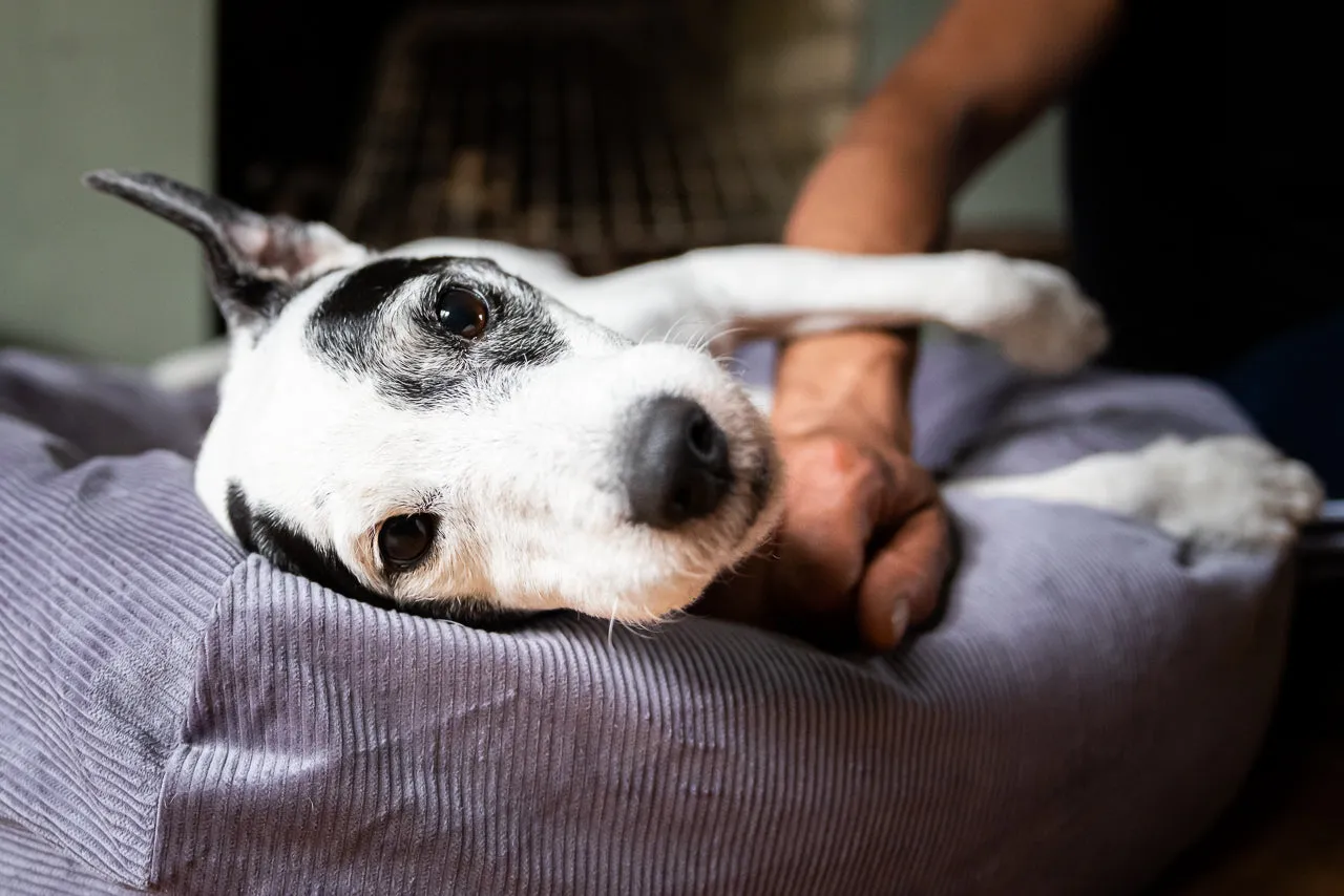SILVER GREY DOG BED