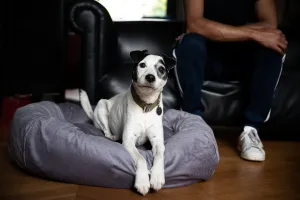 SILVER GREY DOG BED